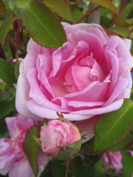 Kletterrose Blairii II-2